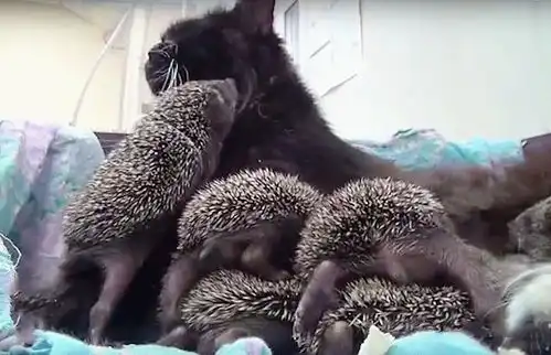 将小刺猬们放进猫窝后,猫咪看见它们却愣住了这是啥情况
