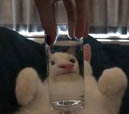 猫猫头像合集,来不及解释了,快上车养猫
