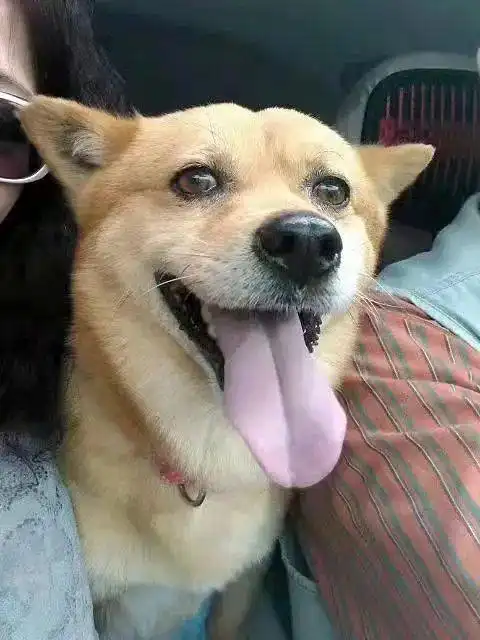 那只流浪又瘫痪的小狗,后来怎么样了