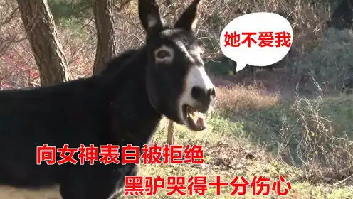 黑驴爱上一头漂亮的母驴,为了泡妞谈恋爱,他竟然学会用舌头开锁
