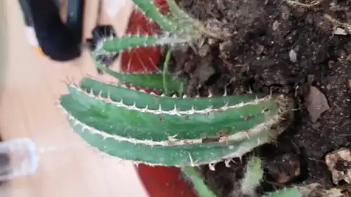 带刺的植物名称图片
