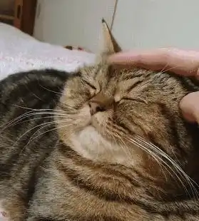 狸花猫凭什么稳坐猫界头把交椅网友养了才知道真香
