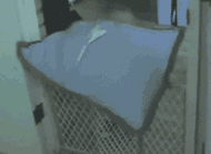 游泳减肥看来是真的

