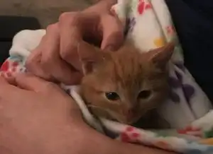 有爱心的小橘猫,天天带着小动物回家,让主人帮忙照顾
