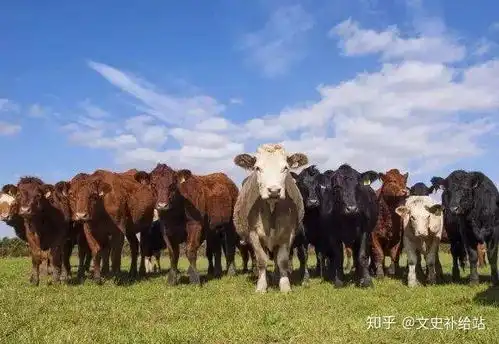 成语中的历史故事对牛弹琴,弹奏牛能懂的音乐才是牛人
