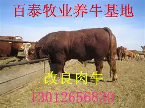 荆州养牛基地电话鲁西黄牛牛仔价格

