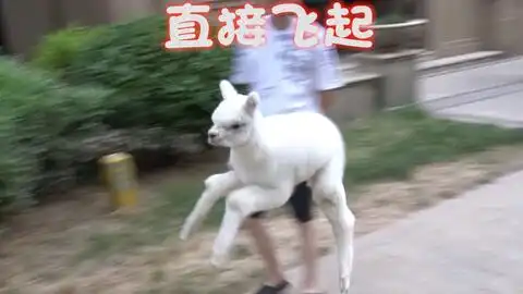 冬天撸羊驼到底有多爽主人奇妙无比
