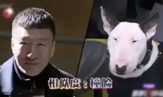 黄磊cue孙红雷像牛头梗,在方圆的bgm里孙红雷无力反击