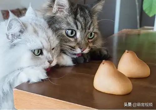 搞笑猫咪图片一箩筐,喵呜
