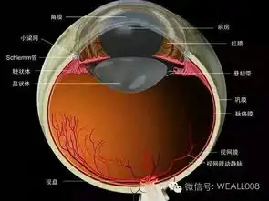 近视眼形成的原理
