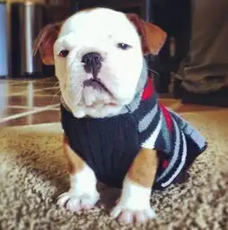萌图世界上最不开心的斗牛犬全世界欠它十个亿