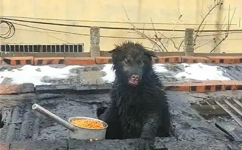 肺炎期间狗狗从烟囱偷溜出门,染成黑色后,被邻居误认成黑熊上屋
