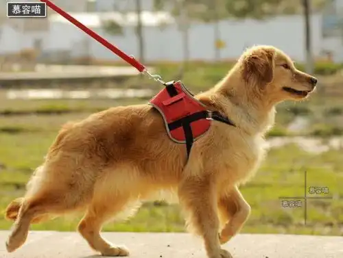 绝顶聪明又通人性的金毛犬,想不到也有皮皮的时候
