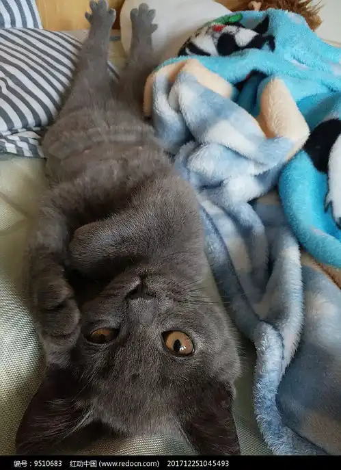 冷酷的猫高清图片下载红动网
