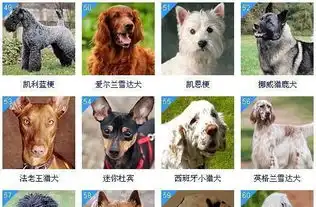 128种狗狗智商排名,二哈居然是这样的排名
