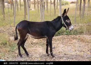 黑驴高清图片下载红动网
