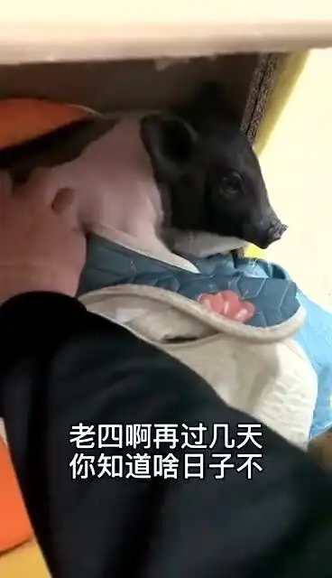 猪猪傲娇的小表情没谁了
