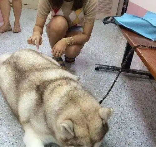 把二哈交给奶奶养,没多久就胖20斤,主人一看笑到胃疼哪家的猪
