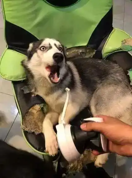 是狗子你飘了,还是主子我拿不动刀了
