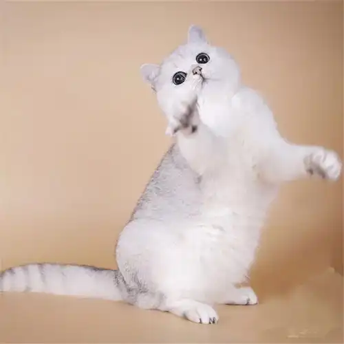 英短可爱头像宠物猫