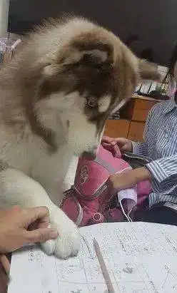 写作业不专心挨打二哈挡身狗掌盖考卷,叼走棍子不准打我大哥
