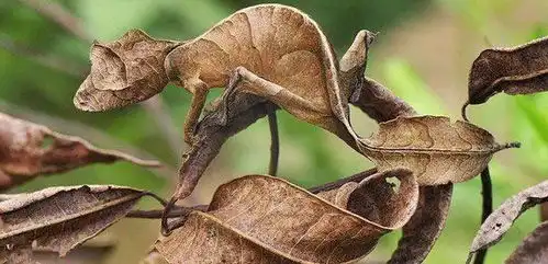 一起来找茬动物界天生的隐藏高手
