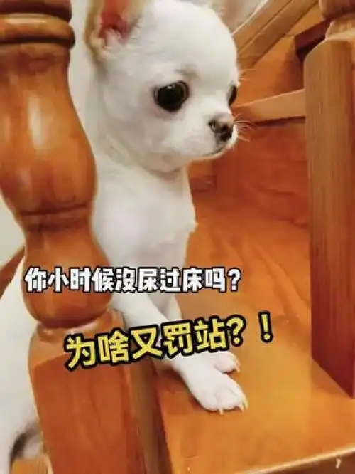 为啥又罚站了搞笑家有傻狗专治不开心
