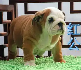 图专业繁殖法国斗牛犬纯种包健康可来基地挑选沈阳宠物狗
