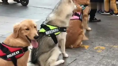 爆笑二哈,狗狗们在大街上也会文明排队,素质真高
