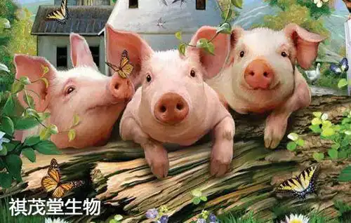 最新养猪福利政策加强中小养猪户的指导帮扶返乡农民工仅20的搞种养
