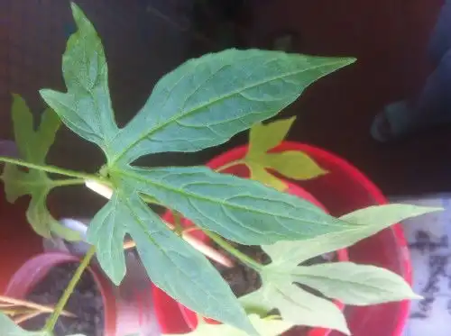最近家里突然长了很多的这种植物,但是不知道是什么植物特征如图,爬藤植物,植物的茎部带刺
