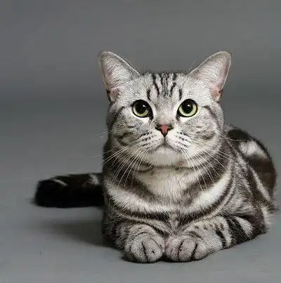 猫咪嘴巴起泡了该怎么办