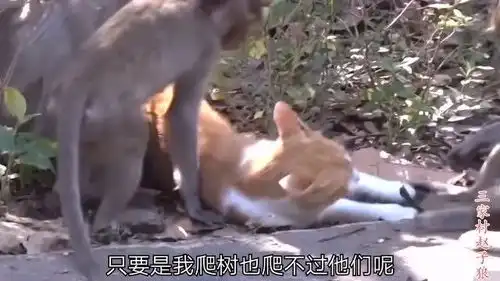 搞笑配音毛驴拉磨我小时候见过,现在的毛驴都这样吗
