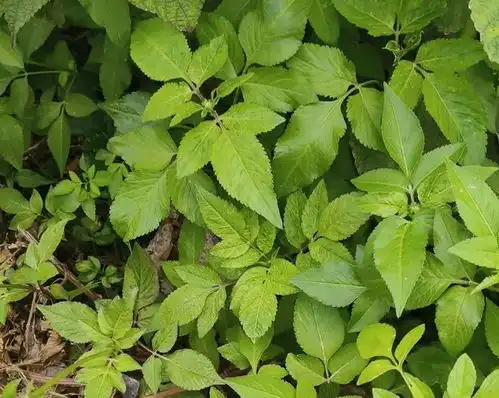 这植物很讨厌,喜欢粘人衣物,俗称鬼针草,但价值颇高一年生中草药本草拾遗救荒本草网易订阅
