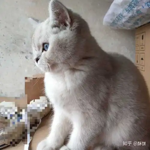 英短吃什么猫粮屎会没那么臭