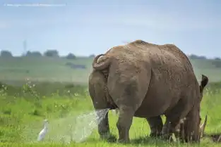 这些照片,动物看了想打人哈哈哈哈哈
