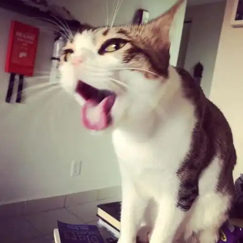 猫咪丑态瞬间猫快删掉我不要面子的啊
