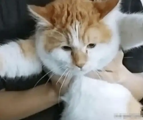 女生宿舍偷偷养猫,结果橘猫胖到藏不住,被举报后宿管阿姨都笑了
