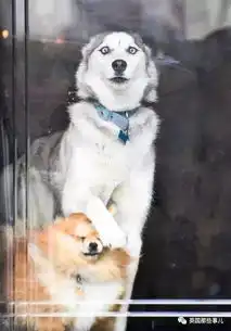 这些狗狗的怪癖太搞笑了
