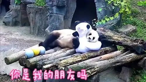 熊猫宝宝的沙雕日常,看看国宝的奇葩行为太搞笑了

