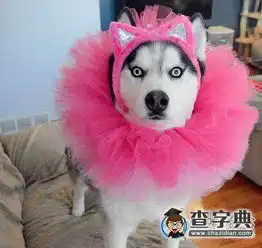好美腻的二哈搞笑图片
