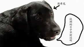 陈希龙

