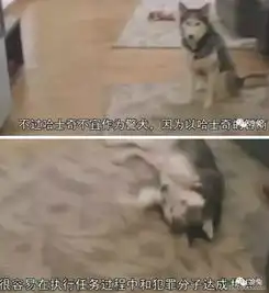 哈士奇搞笑图片警犬