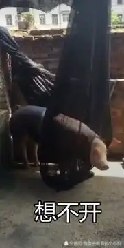 搞笑聊天表情图,忍了佩奇蹬三轮,看到最后一张像极了女友
