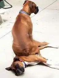 狗狗演示什么叫摆明了欺负你
