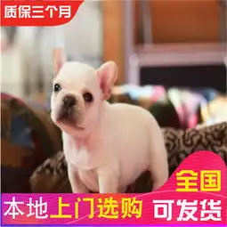 图可货到付款可基地挑选精品法国斗牛犬签协议包健康成都宠物狗