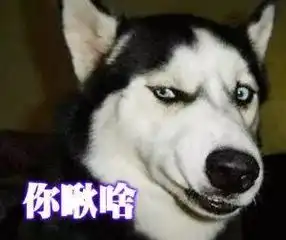 女主人带二哈进超市,为防止二哈搞事,结果她竟然用了这招.....
