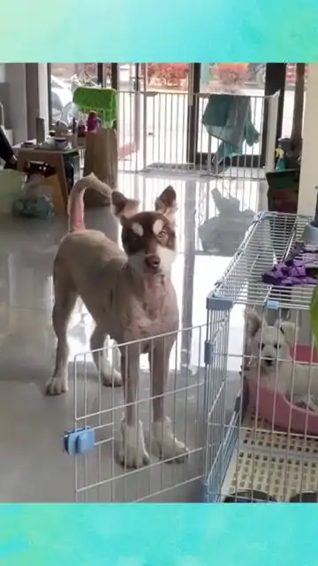 这狗主人太搞笑了,眼前的一幕,真皮外套就是不一样
