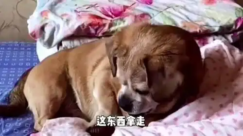 爆笑总感觉这狗子会咬我

