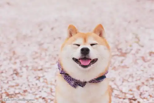 犬种科普丨表情包届扛把子柴犬